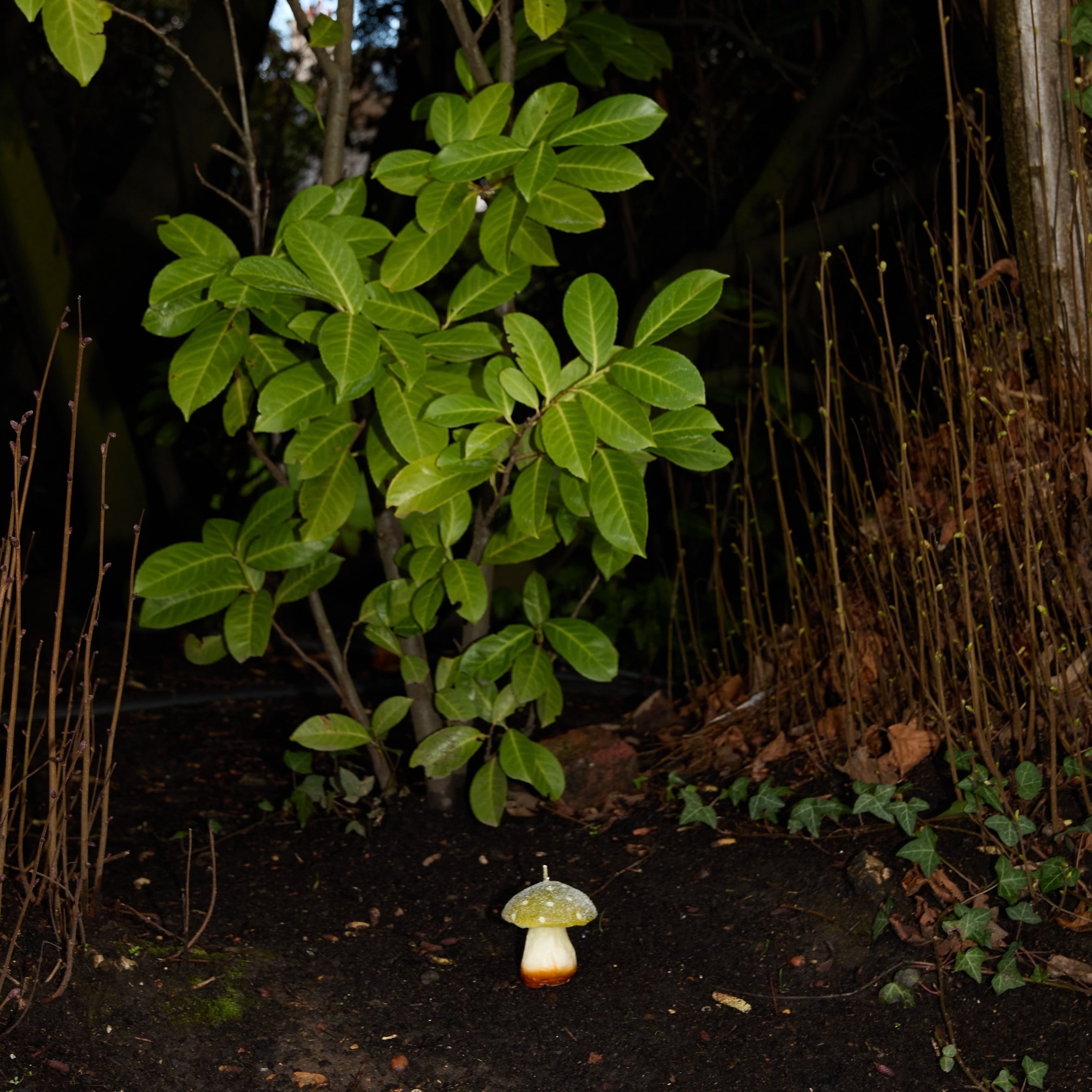 MYSTIC MUSHROOM - SINGLE