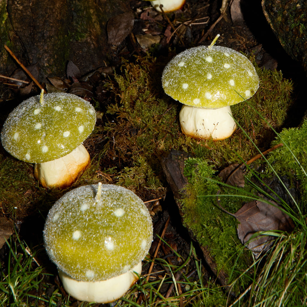 MYSTIC MUSHROOM - TRIO