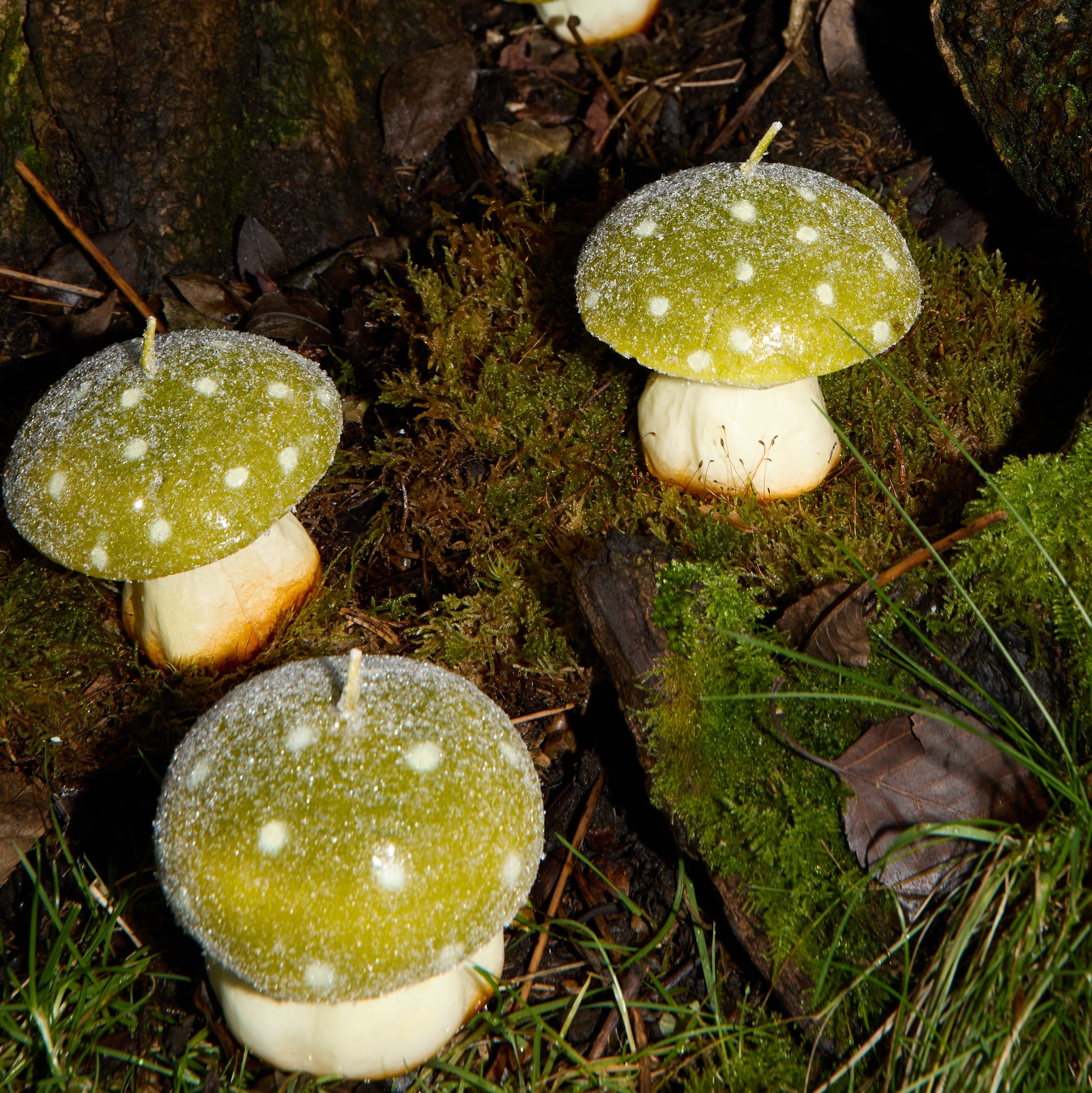 MYSTIC MUSHROOM - TRIO